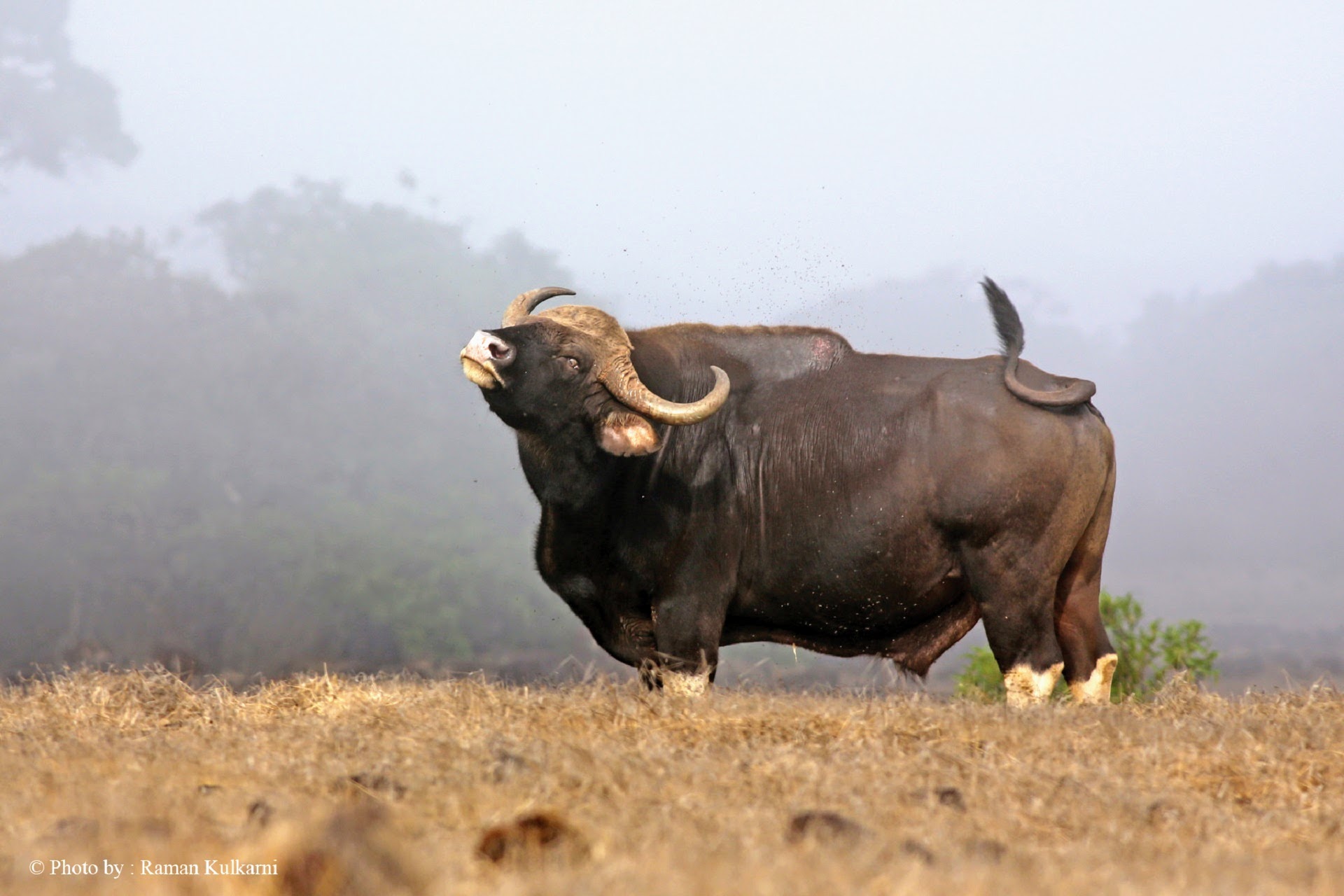 Radhanagari - Land of the Gaur- Documentary by Raman Kulkarni