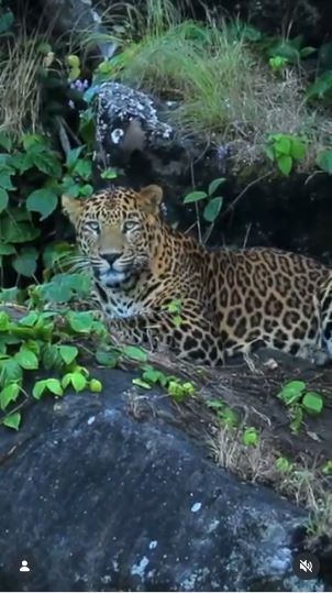 Power, beauty and mystery - Leopard