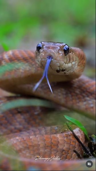 🐍World Snake Day! 🌿